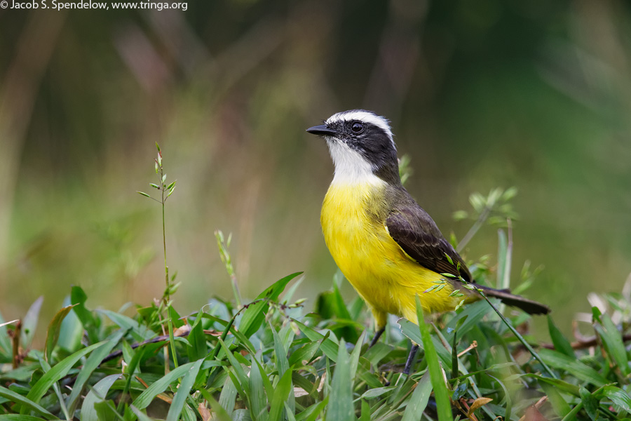 Social Flycatcher