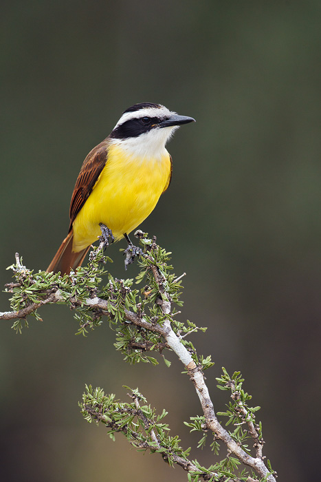 Great Kiskadee