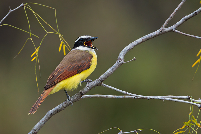 Great Kiskadee