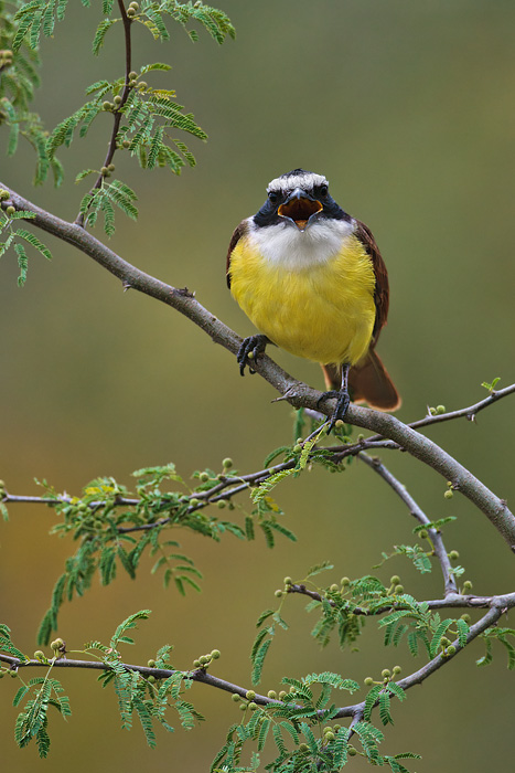 Great Kiskadee