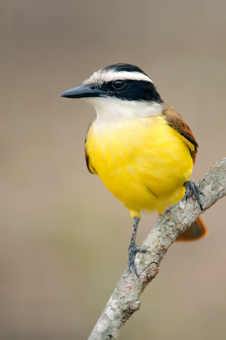 Great Kiskadee