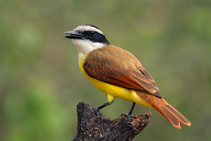 Great Kiskadee