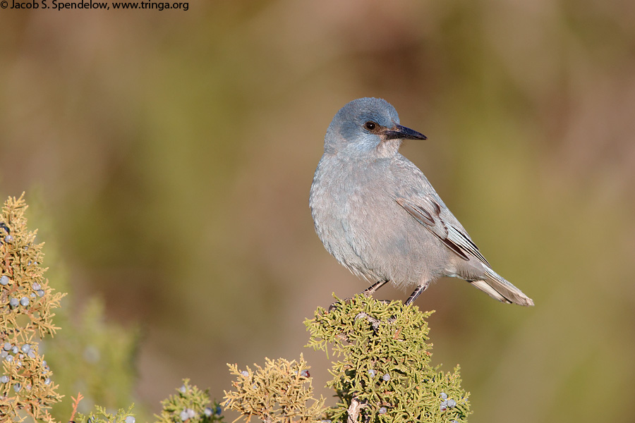 Pinyon Jay