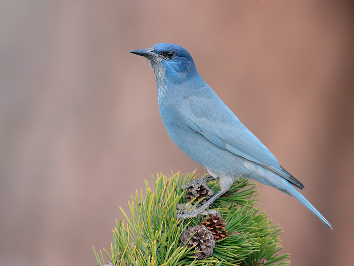 Pinyon Jay