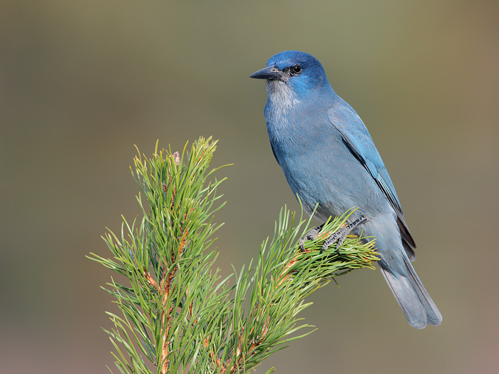 Pinyon Jay