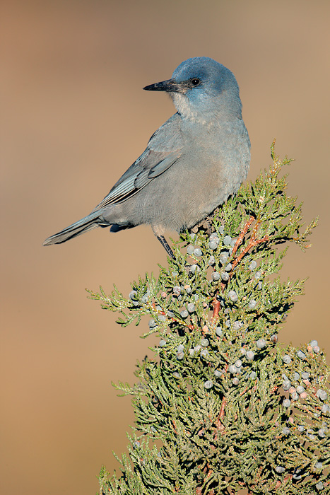 Pinyon Jay