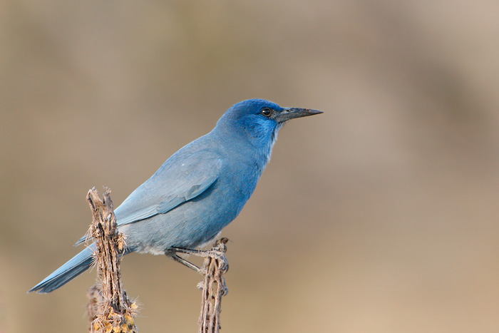 Pinyon Jay