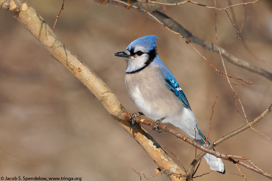 Blue Jay