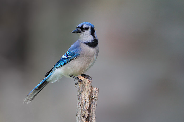 Blue Jay