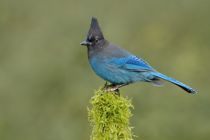 Steller's Jay