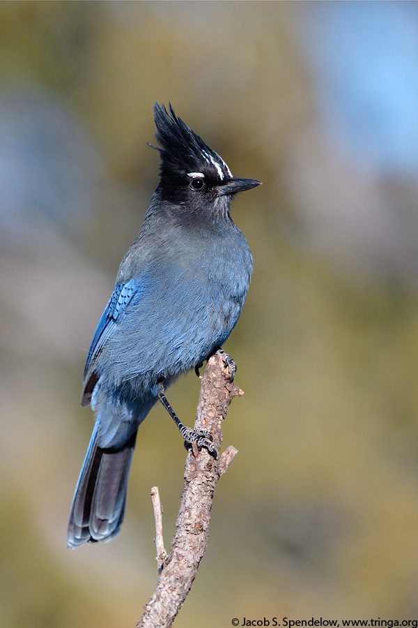 Steller's Jay