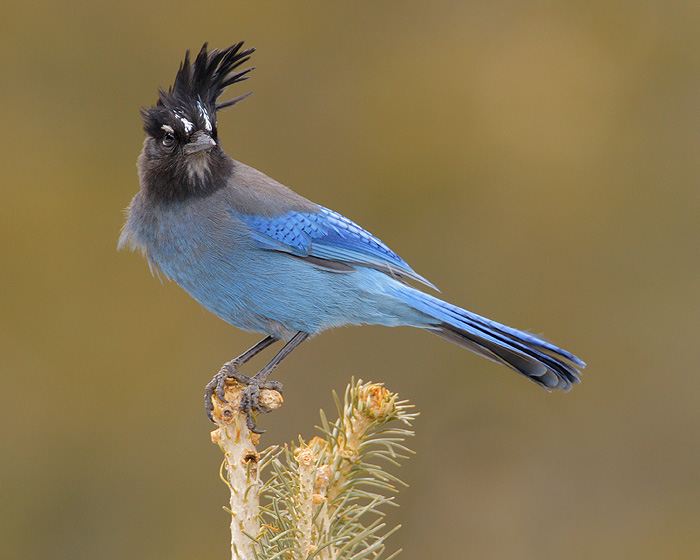 Steller's Jay