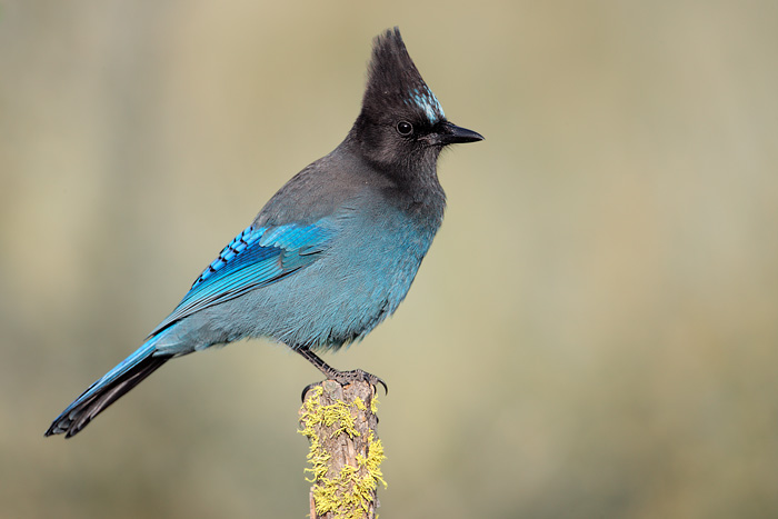 Steller's Jay