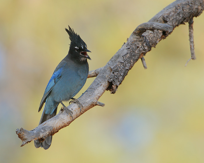 Steller's Jay