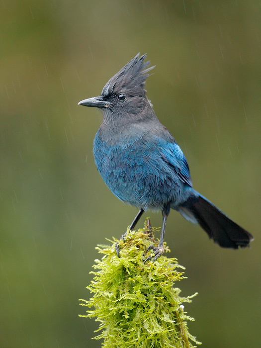 Steller's Jay