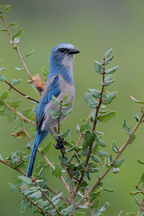 Florida Scrub-Jay