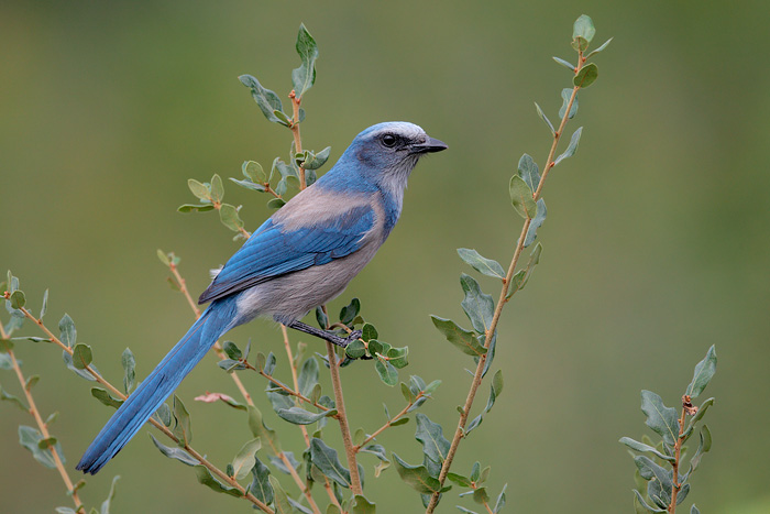 Florida Scrub-Jay