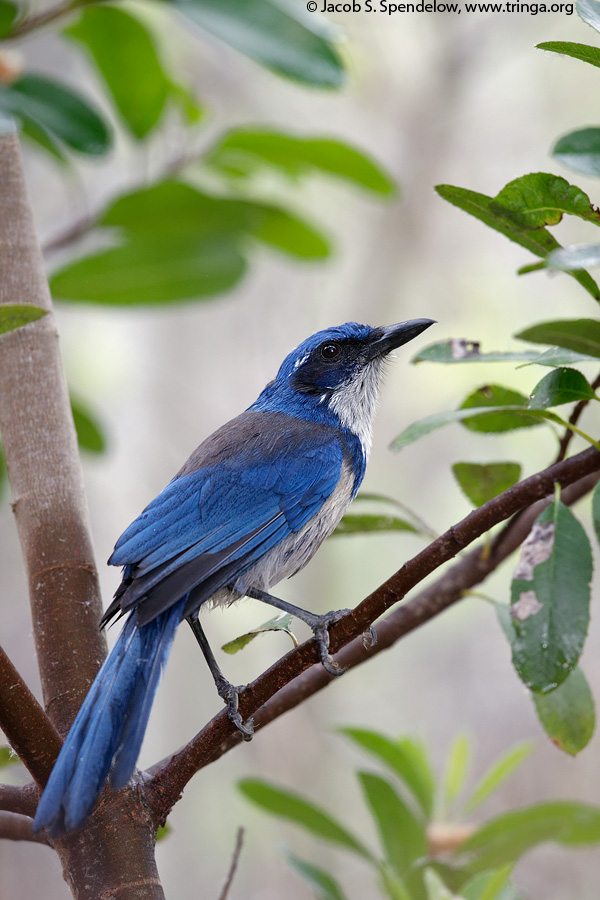 Island Scrub-Jay