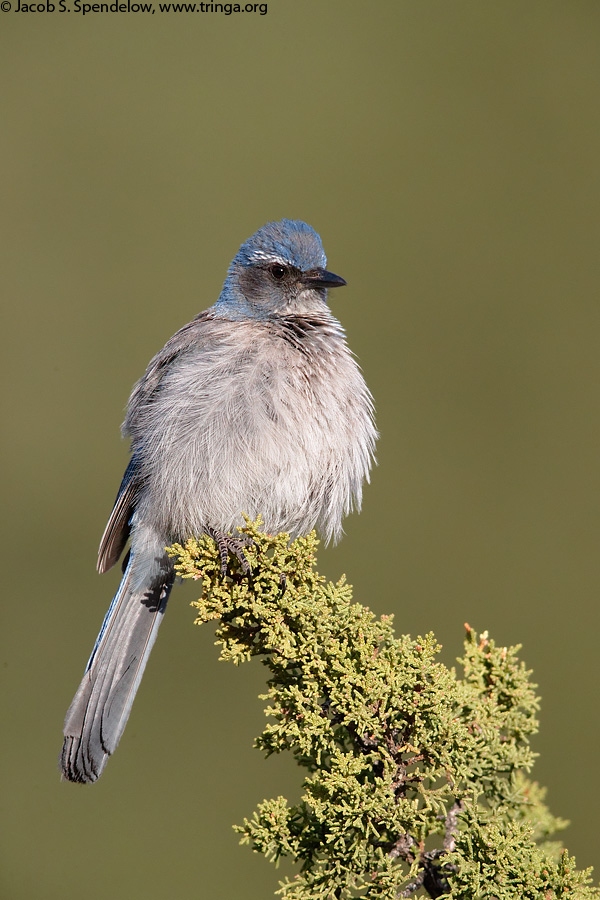 Woodhouse's Scrub-Jay