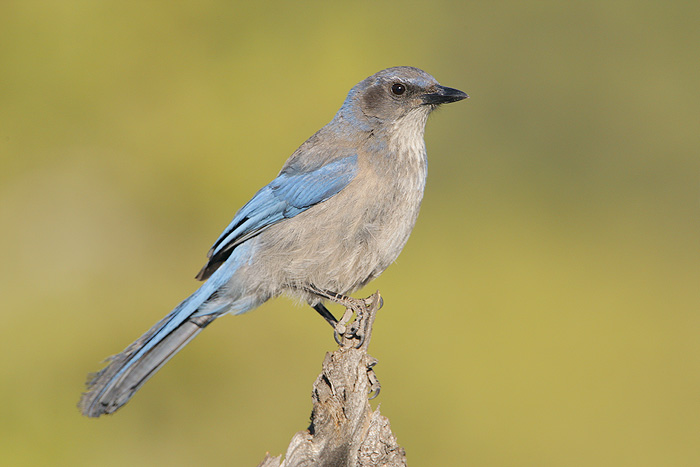 Woodhouses Scrub-Jay