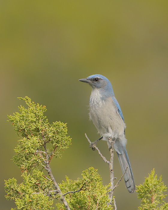 Woodhouse's Scrub-Jay