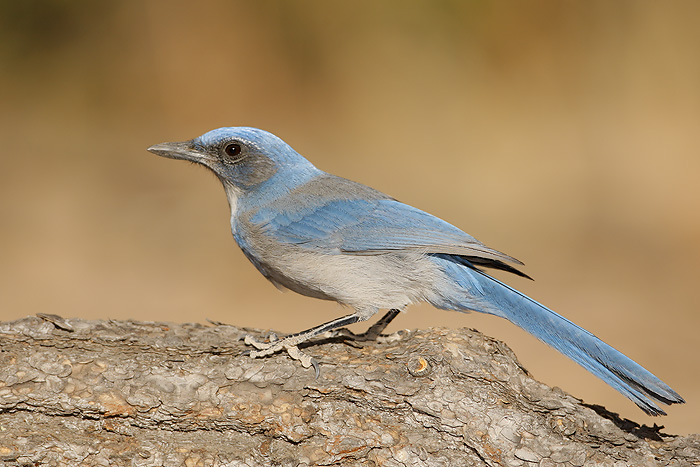 Woodhouse's Scrub-Jay