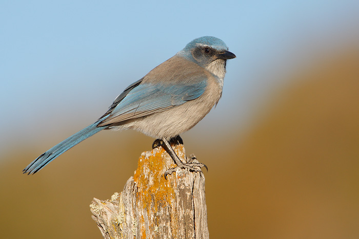 Woodhouses Scrub-Jay