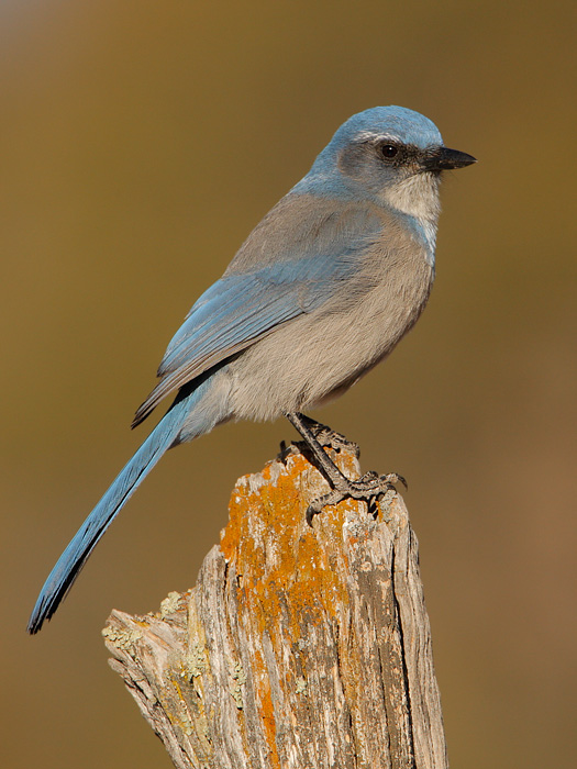 Woodhouses Scrub-Jay