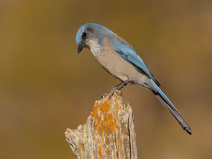 Woodhouses Scrub-Jay