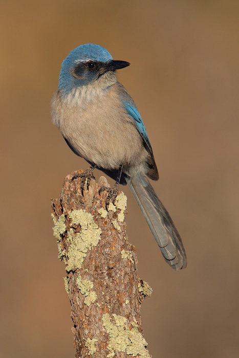 Woodhouses Scrub-Jay