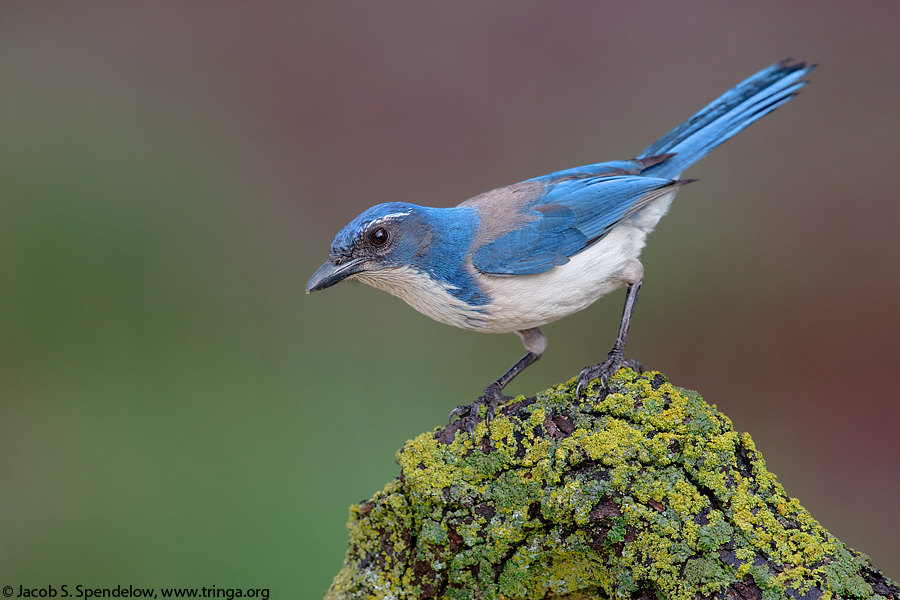 California Scrub-Jay