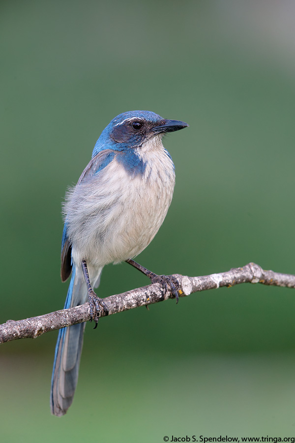 California Scrub-Jay