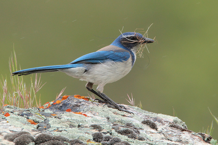 California Scrub-Jay