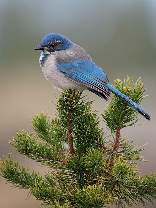 California Scrub-Jay