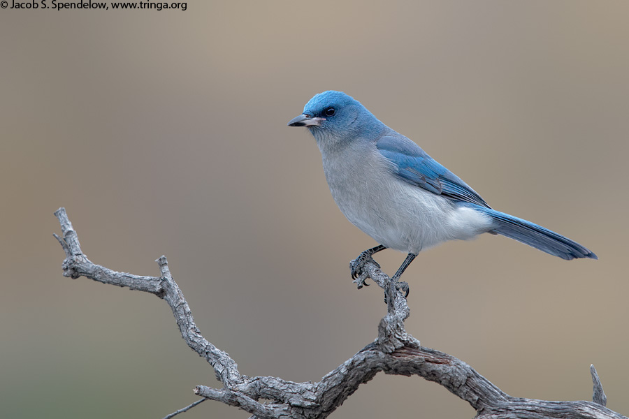 Mexican Jay