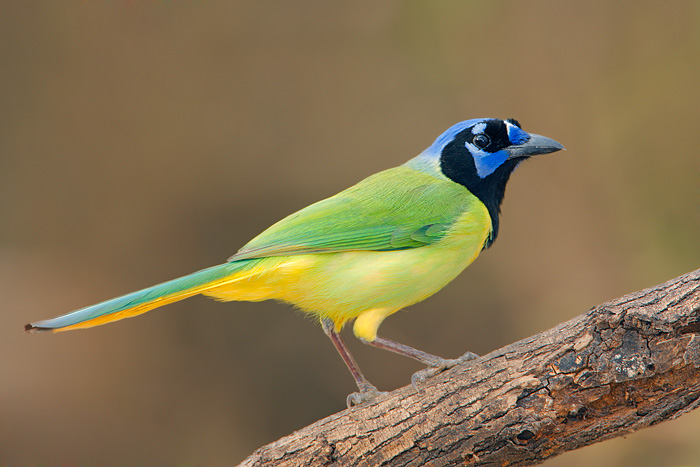 Green Jay