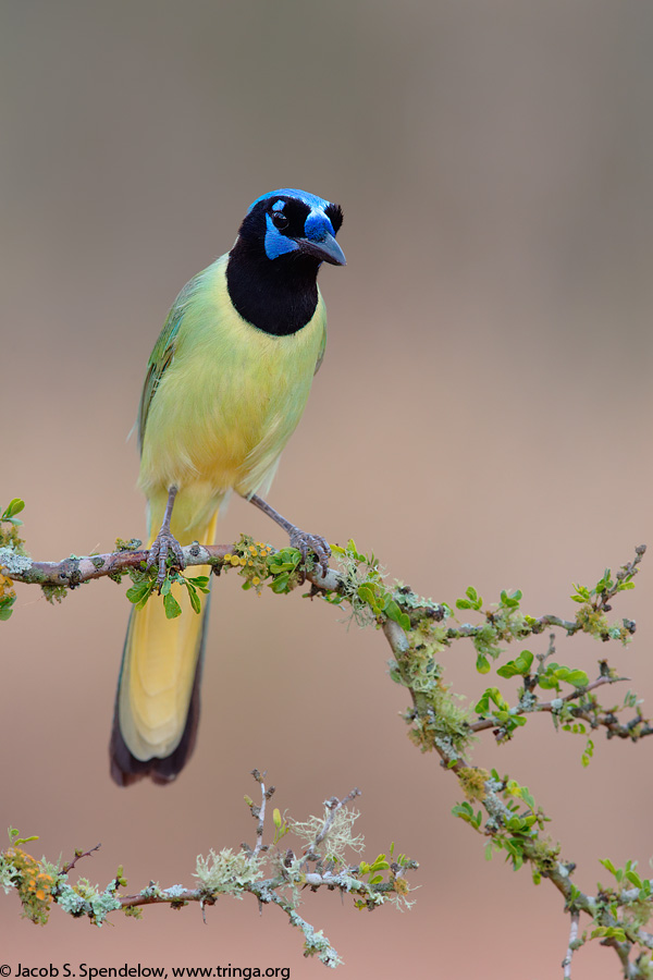 Green Jay