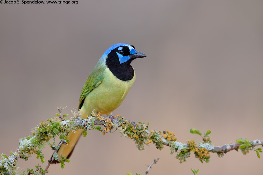 Green Jay