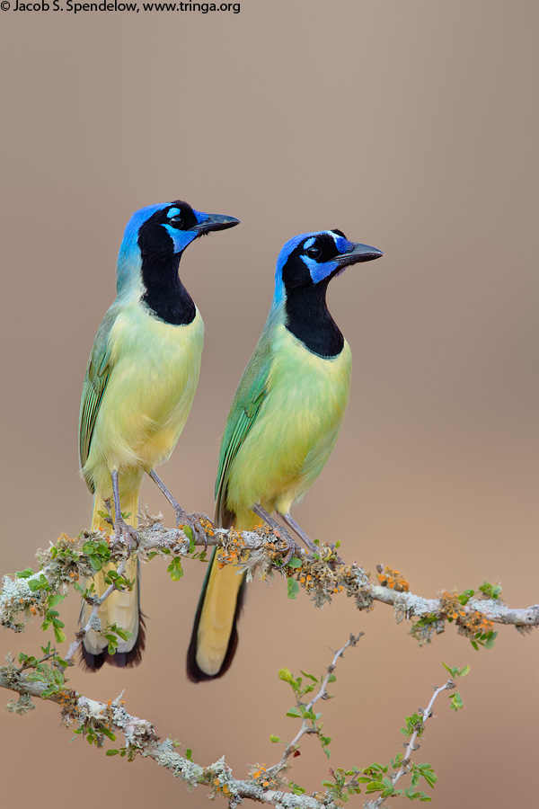 Green Jays