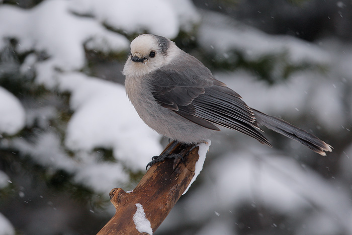 Gray Jay