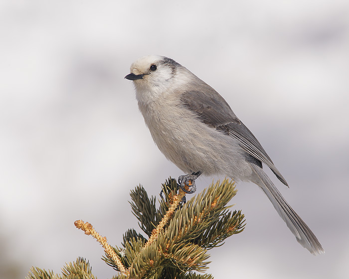 Gray Jay