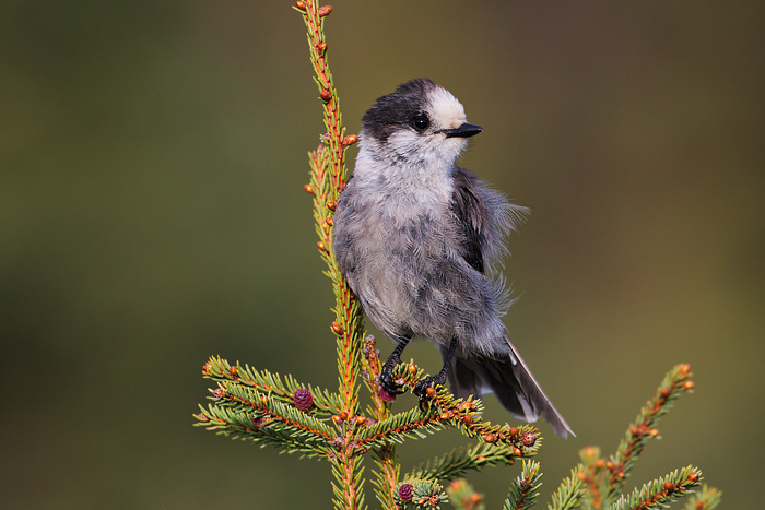 Gray Jay