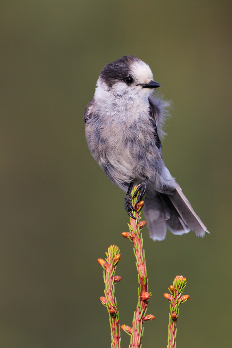 Gray Jay