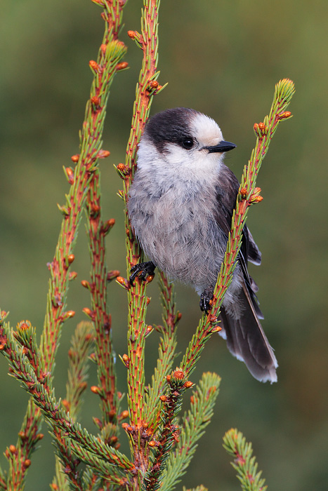 Gray Jay