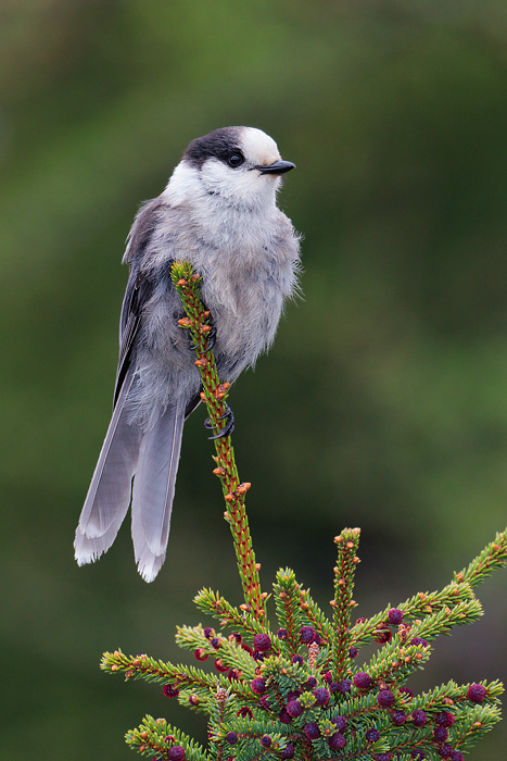 Gray Jay