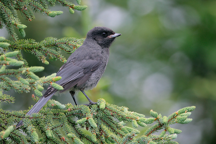 Gray Jay