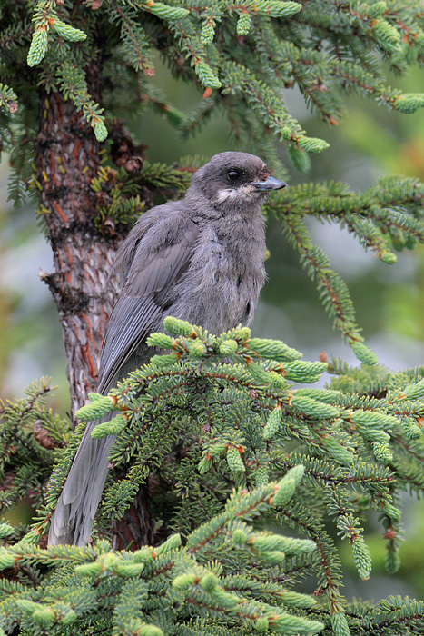 Gray Jay