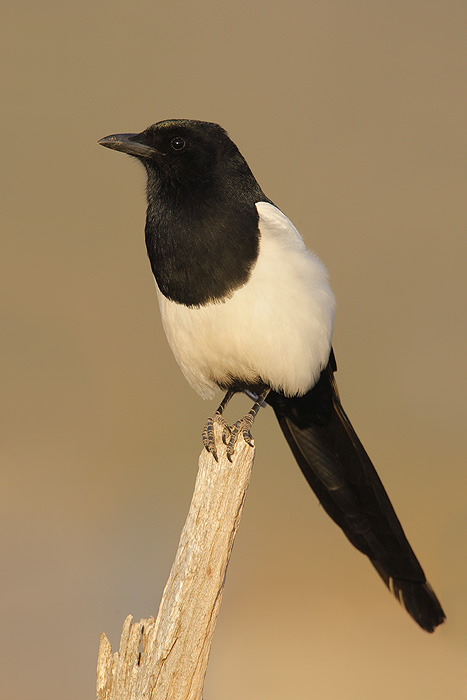 Black-billed Magpie