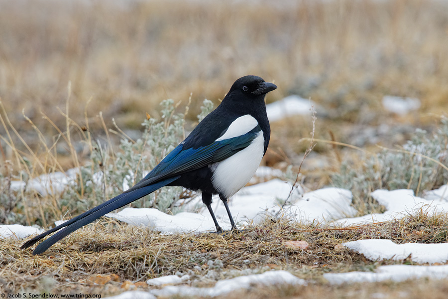 Black-billed Magpie