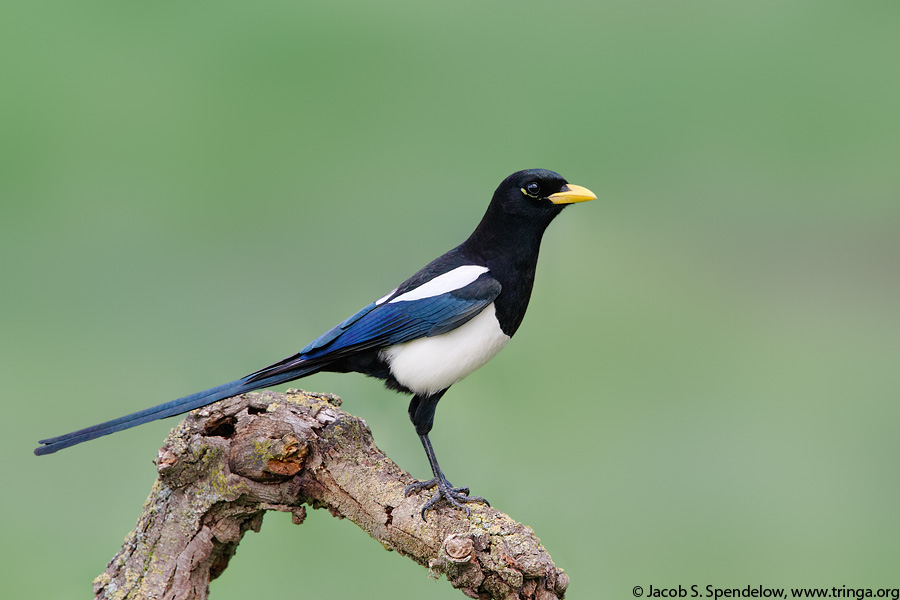 Yellow-billed Magpie